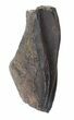 Edmontosaurus (Duck-Billed Dinosaur) Tooth #51041-1